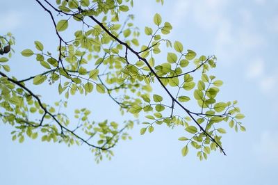 Desktop wallpaper plant leaf, HD. poster print