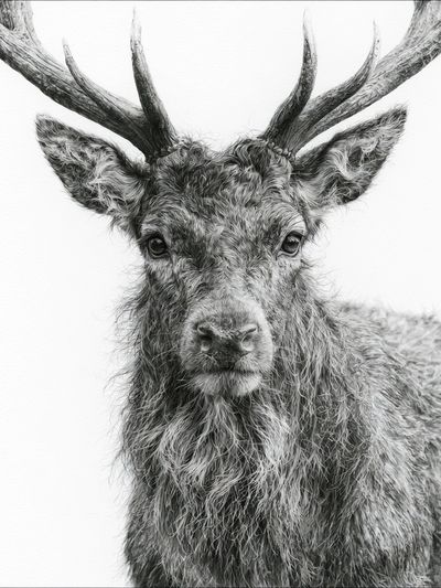 Majestic Stag Portrait Print. poster