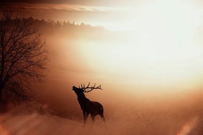 Majestic Stag at Sunrise Poster