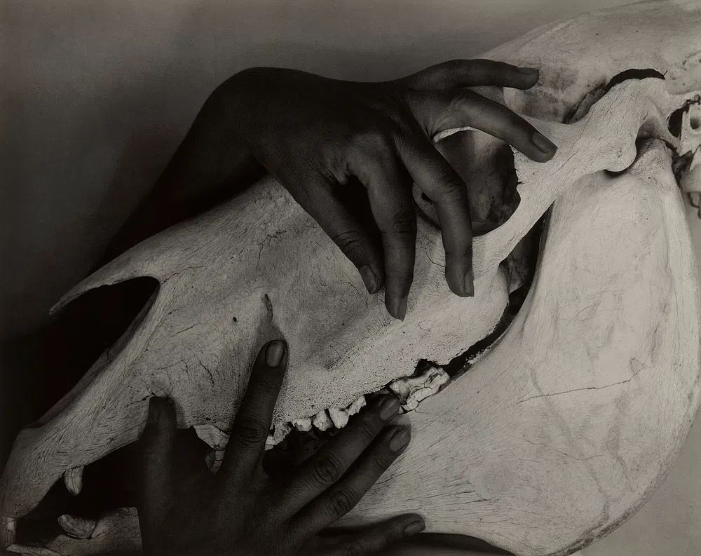 Hands and Horse Skull by Georgia O’Keeffe (1931) — Art Print. poster — photography art
