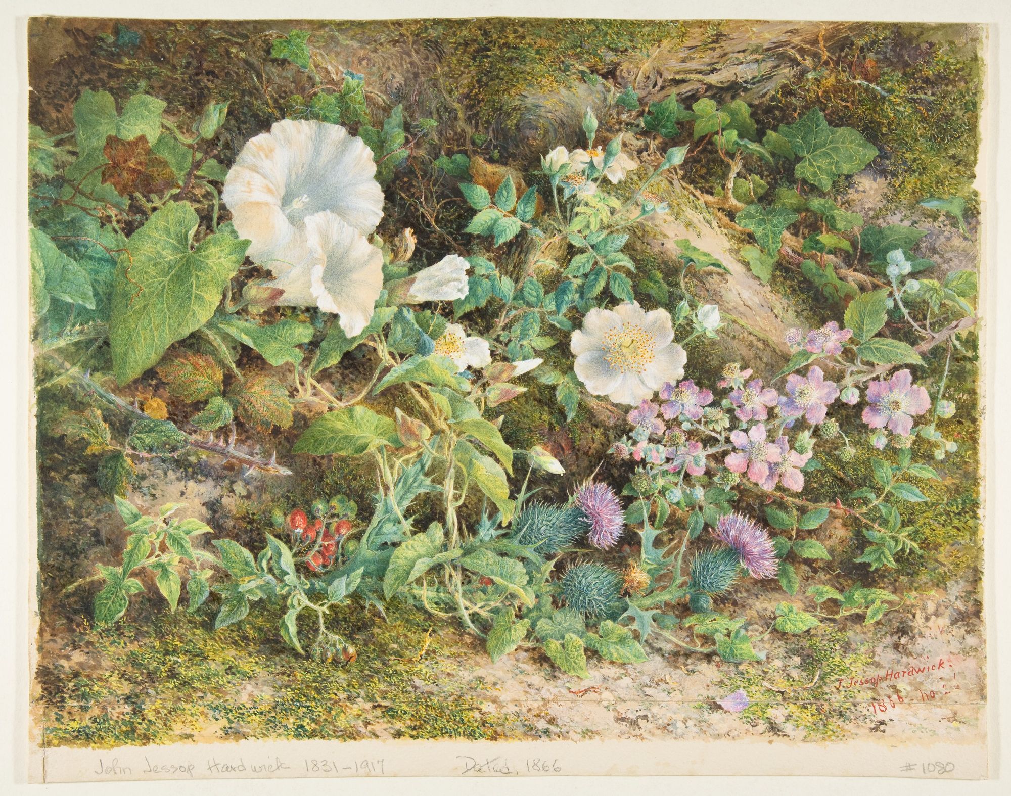 Flower study by John Jessop Hardwick — Art Print. poster — fine-art art