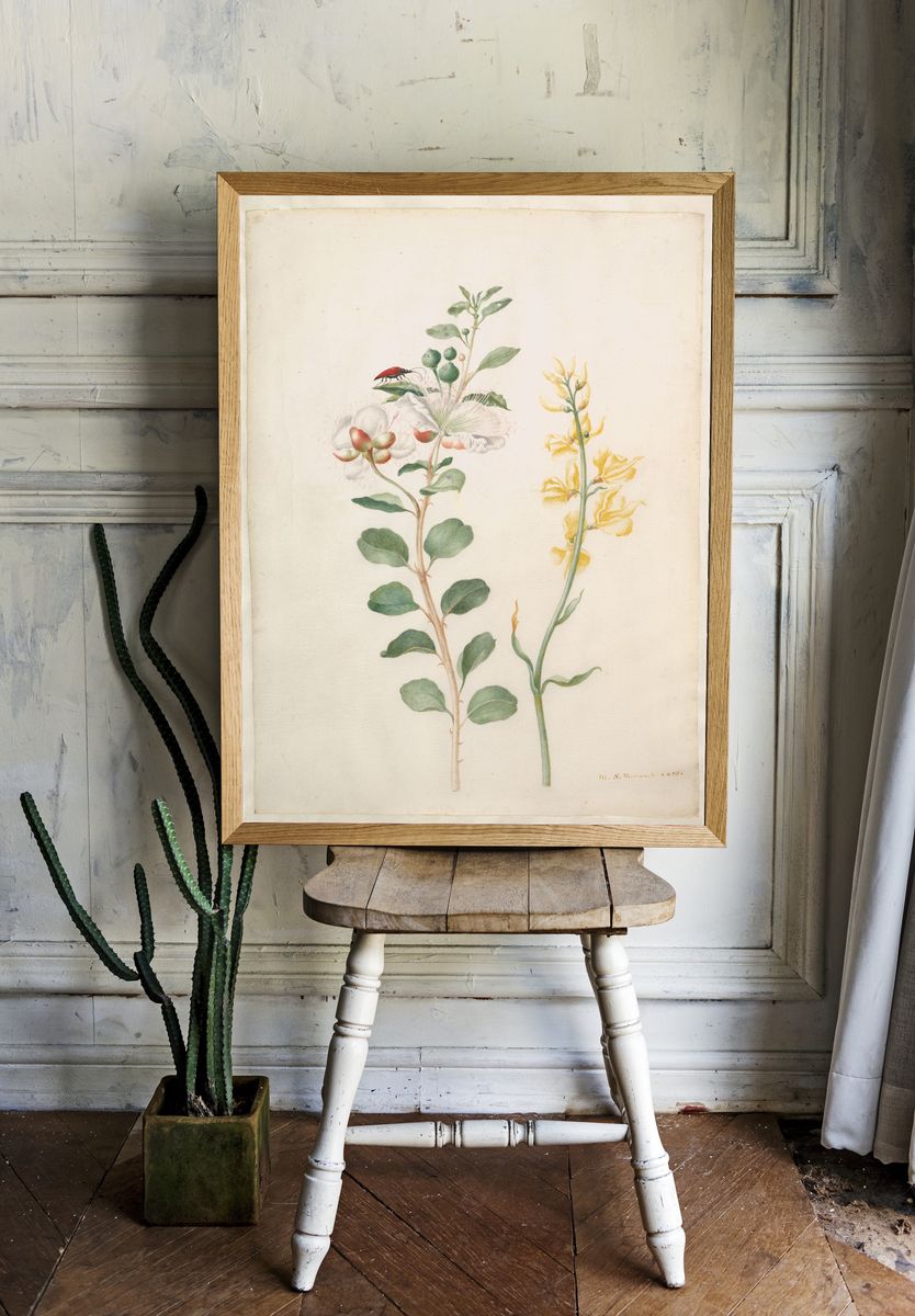 Study of Capers, Gorse, and a Beetle by Maria Sibylla Merian — Art Print. — room view 1