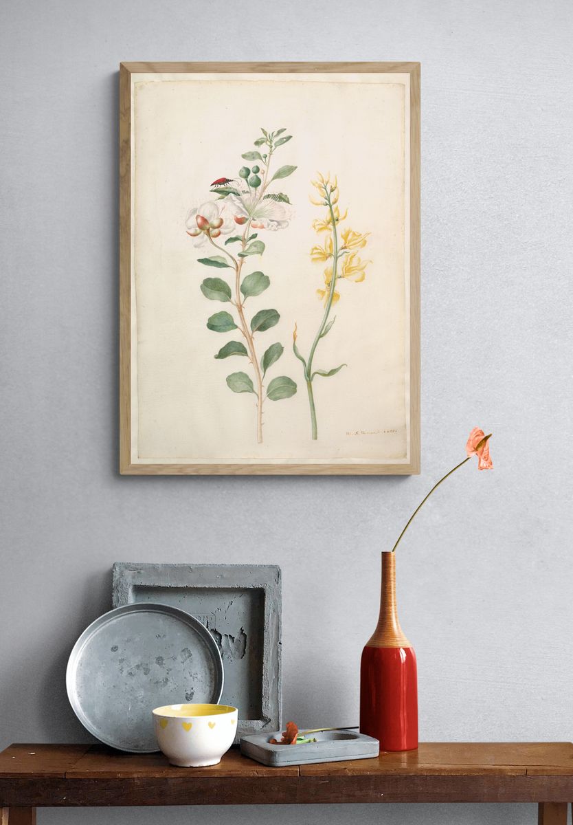 Study of Capers, Gorse, and a Beetle by Maria Sibylla Merian — Art Print. — room view 3