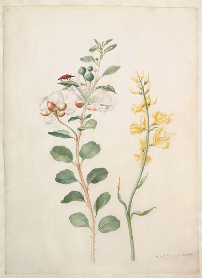 Study of Capers, Gorse, and a Beetle by Maria Sibylla Merian — Art Print. poster