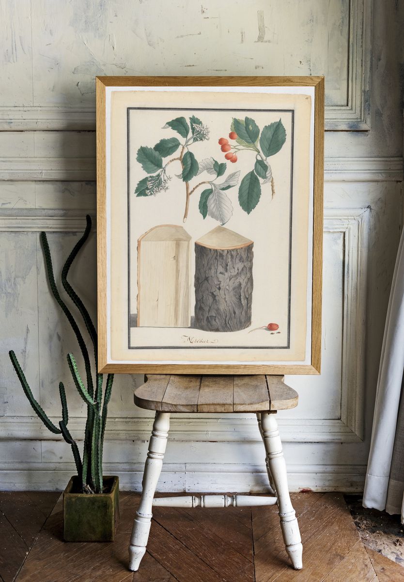 Studies of the leaves, blossoms, fruits and trunk of a whitebeam (Sorbus subgenus Aria) by Ludwig Pfleger — Art Print. — room view 1