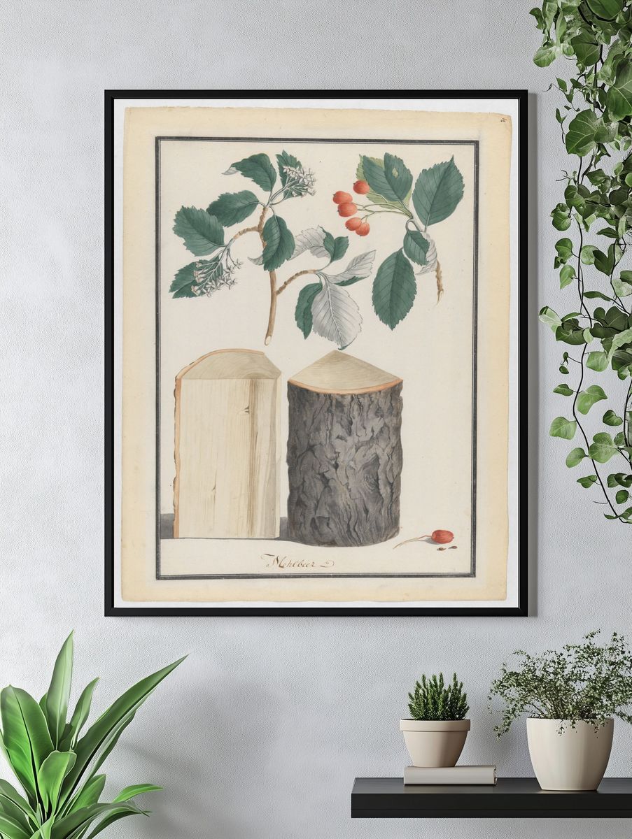 Studies of the leaves, blossoms, fruits and trunk of a whitebeam (Sorbus subgenus Aria) by Ludwig Pfleger — Art Print. — room view 4