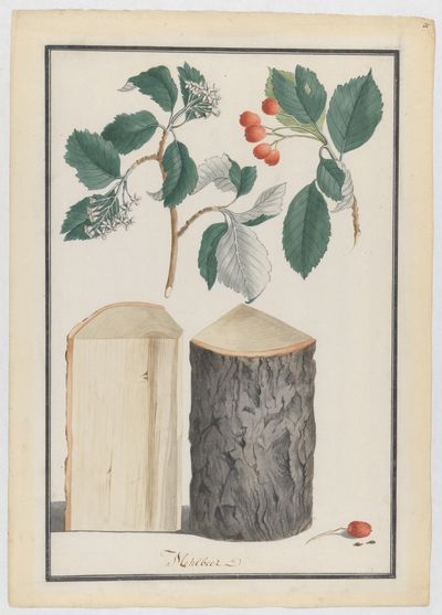 Studies of the leaves, blossoms, fruits and trunk of a whitebeam (Sorbus subgenus Aria) by Ludwig Pfleger — Art Print. poster
