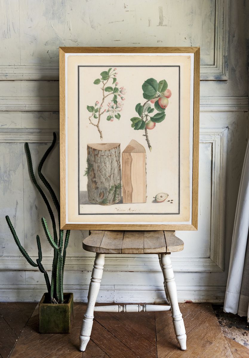 Studies of the trunk, blossoms and fruit of a wild apple tree (Malus sylvestris) by Ludwig Pfleger — Art Print. — room view 1