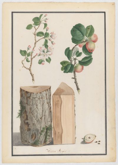 Studies of the trunk, blossoms and fruit of a wild apple tree (Malus sylvestris) by Ludwig Pfleger — Art Print. poster print