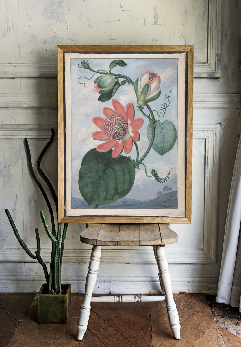 Winged passionflower (Passiflora alata) by Sydenham Teak Edwards — Art Print. room preview