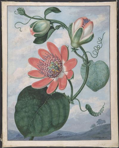 Winged passionflower (Passiflora alata) by Sydenham Teak Edwards — Art Print. poster print