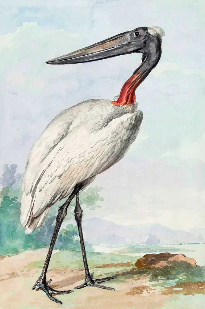 Stork Illustration Poster. poster — illustration art