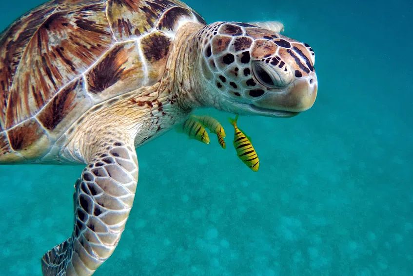 Sea Turtle Underwater Photography Poster. poster — photography art