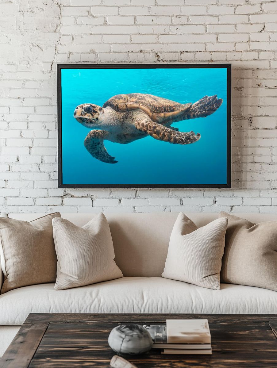 turtle glides water Texas State. — room view 1