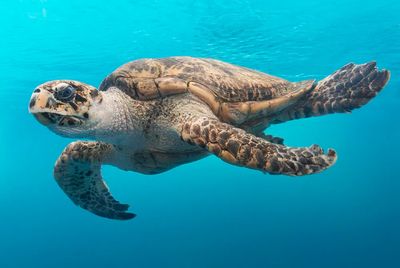 turtle glides water Texas State. poster