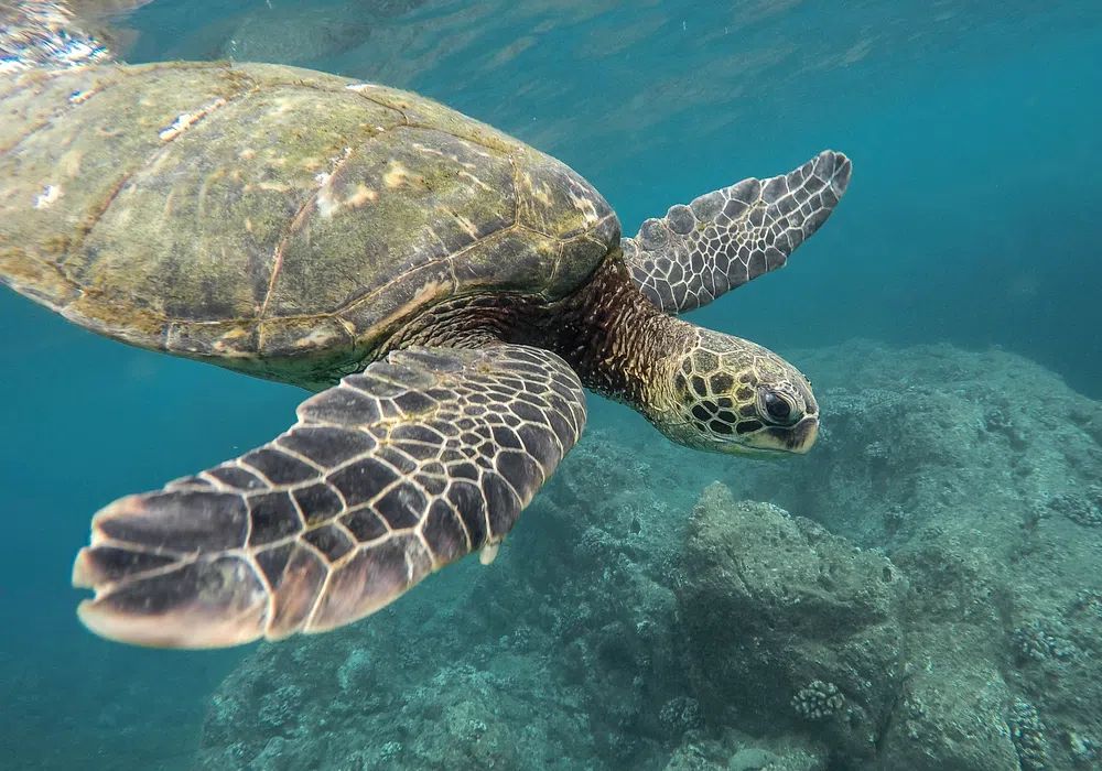 Green Sea Turtle Underwater Photography Poster. poster — nature art