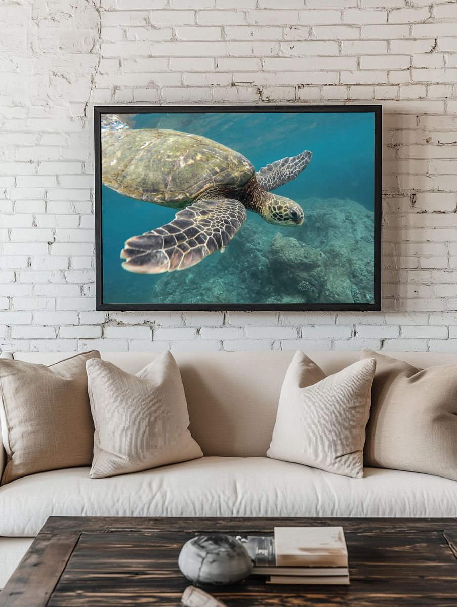 Green Sea Turtle Underwater Photography Poster. — room view 1