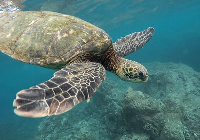 Green Sea Turtle Underwater Photography Poster. poster