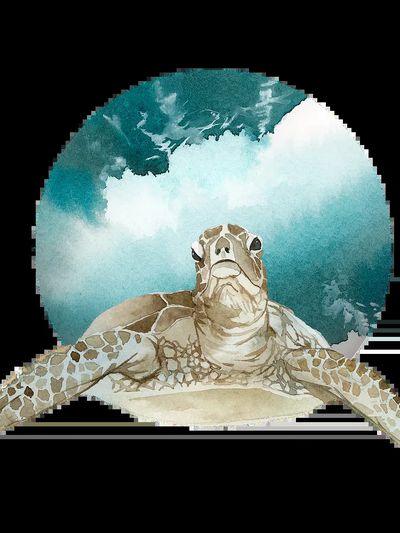 Watercolor painted turtle green badge. poster
