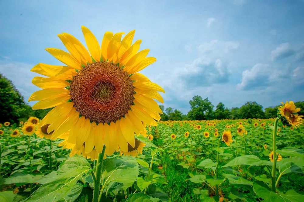 Sunflower Field — Photography Print. poster — nature art