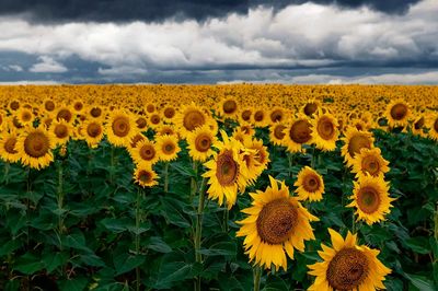 Sunflower Field