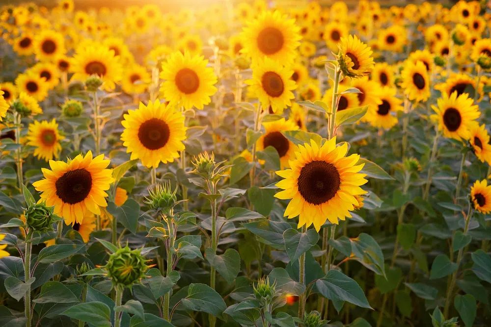 Sunflower Field — Nature Poster. poster detail