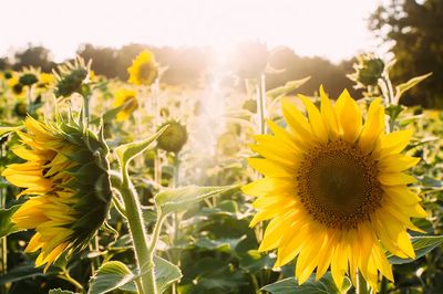 Sunflower Field at Sunset Poster. poster print