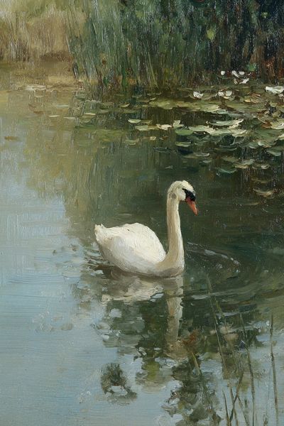 Elegant Swan on Water — Fine Art Print. poster
