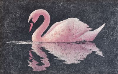 Pink Swan Reflection Poster. poster