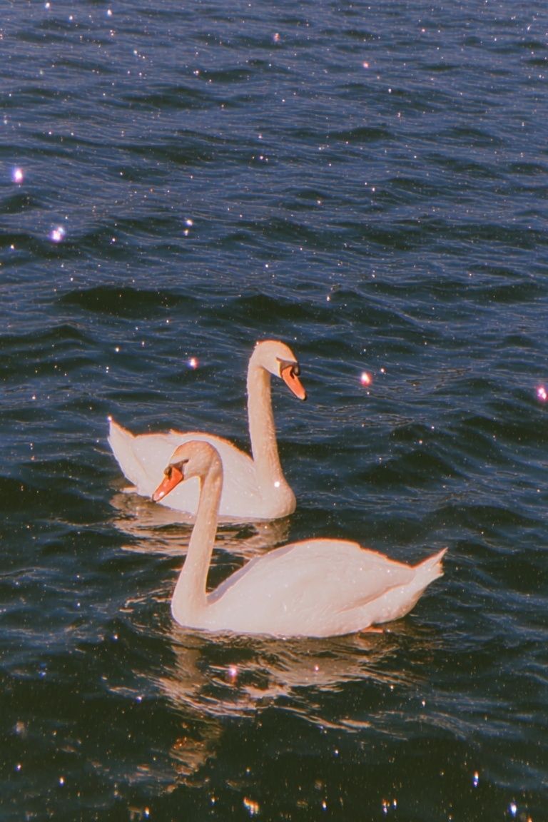 Swans on Water — Photography Print. poster — animals art