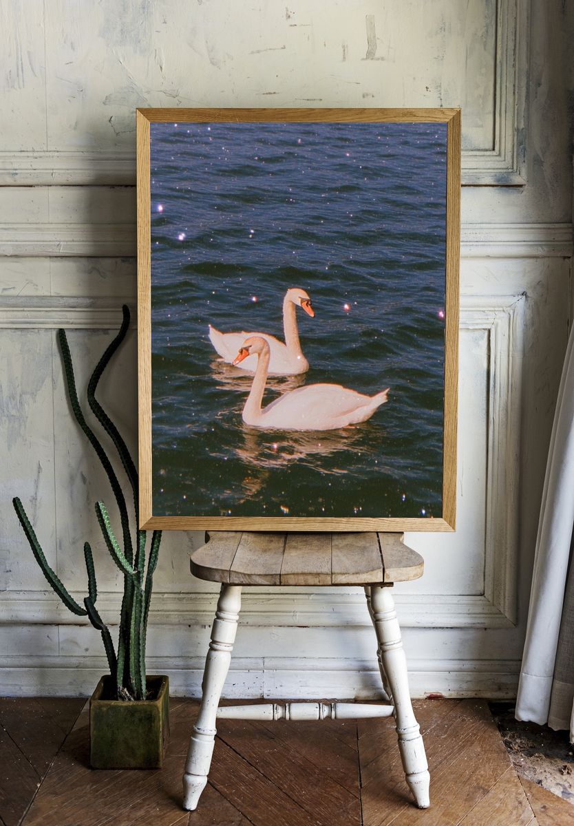 Swans on Water — Photography Print. — room view 1