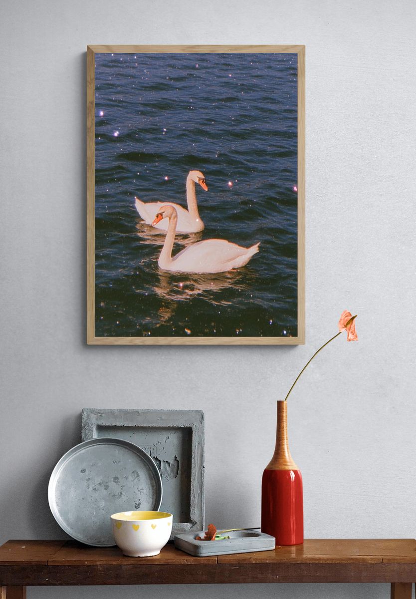 Swans on Water — Photography Print. — room view 3