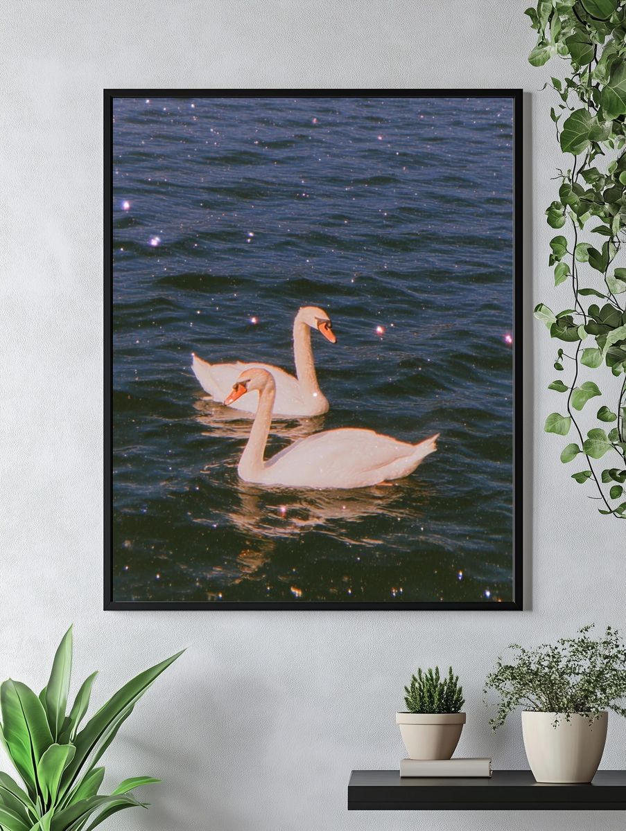Swans on Water — Photography Print. — room view 4