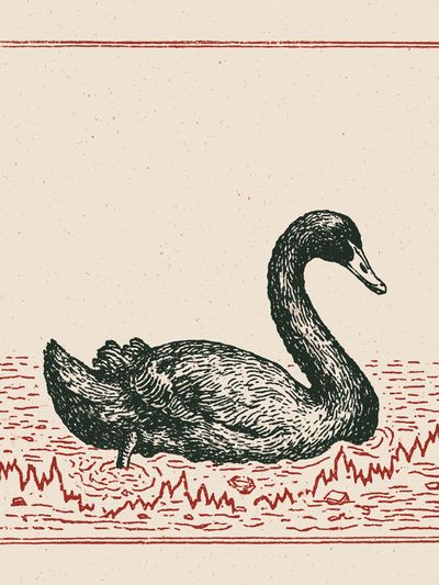 Swan Vintage Illustration Poster. poster