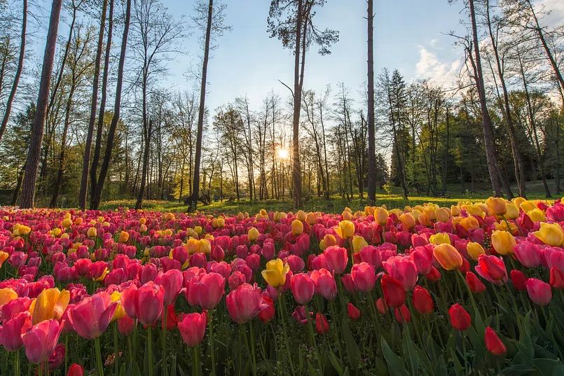 Tulip Field at Sunset Poster. poster detail