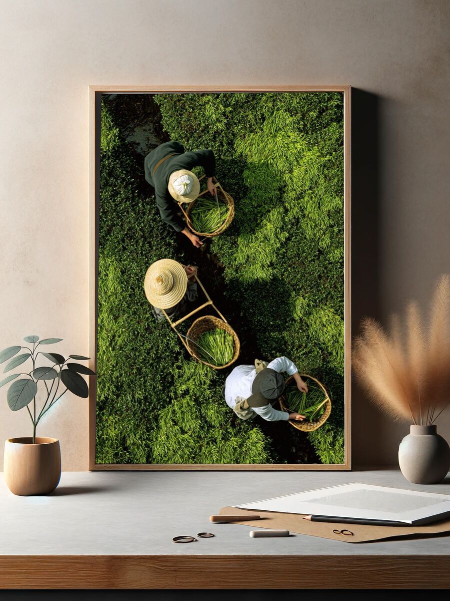 Tea Harvesting — Photography Print. — room view 2