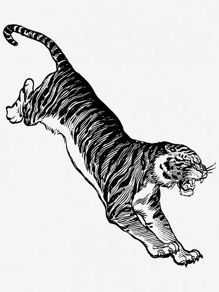 Jumping tiger, vintage animal illustration. poster — animals art