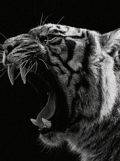 Roaring Tiger Black-White Poster. poster print