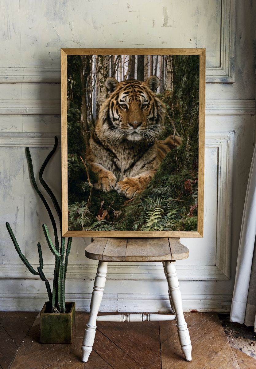 Tiger in Forest Photography Poster. — room view 1