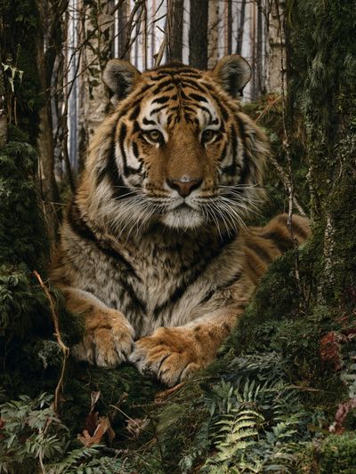 Tiger in Forest Photography Poster.