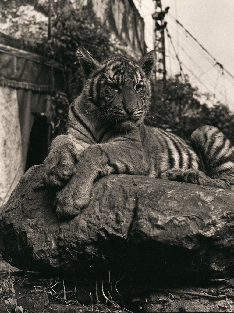 Tiger on Rock Black-White Poster. poster — animals art