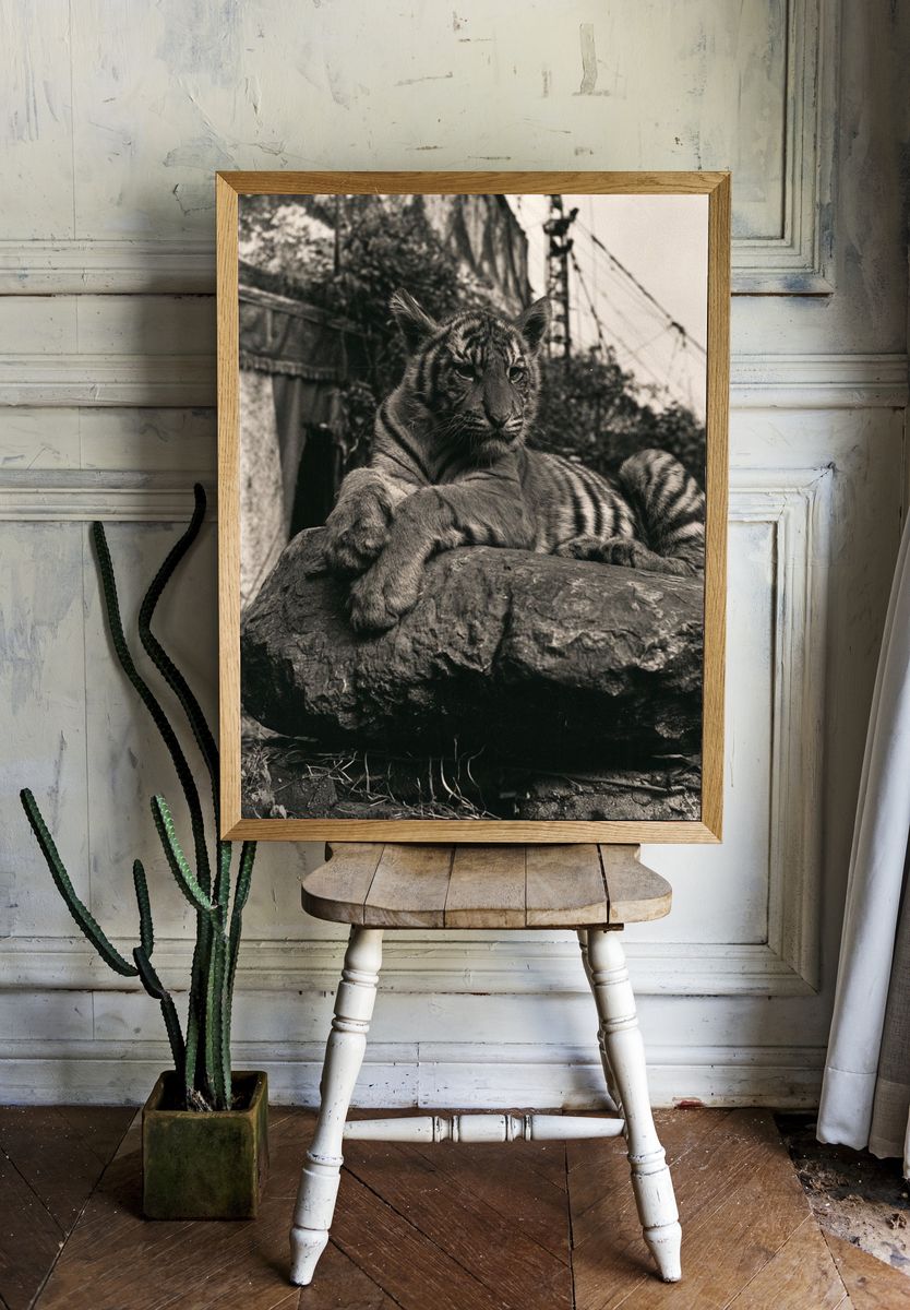 Tiger on Rock Black-White Poster. room preview