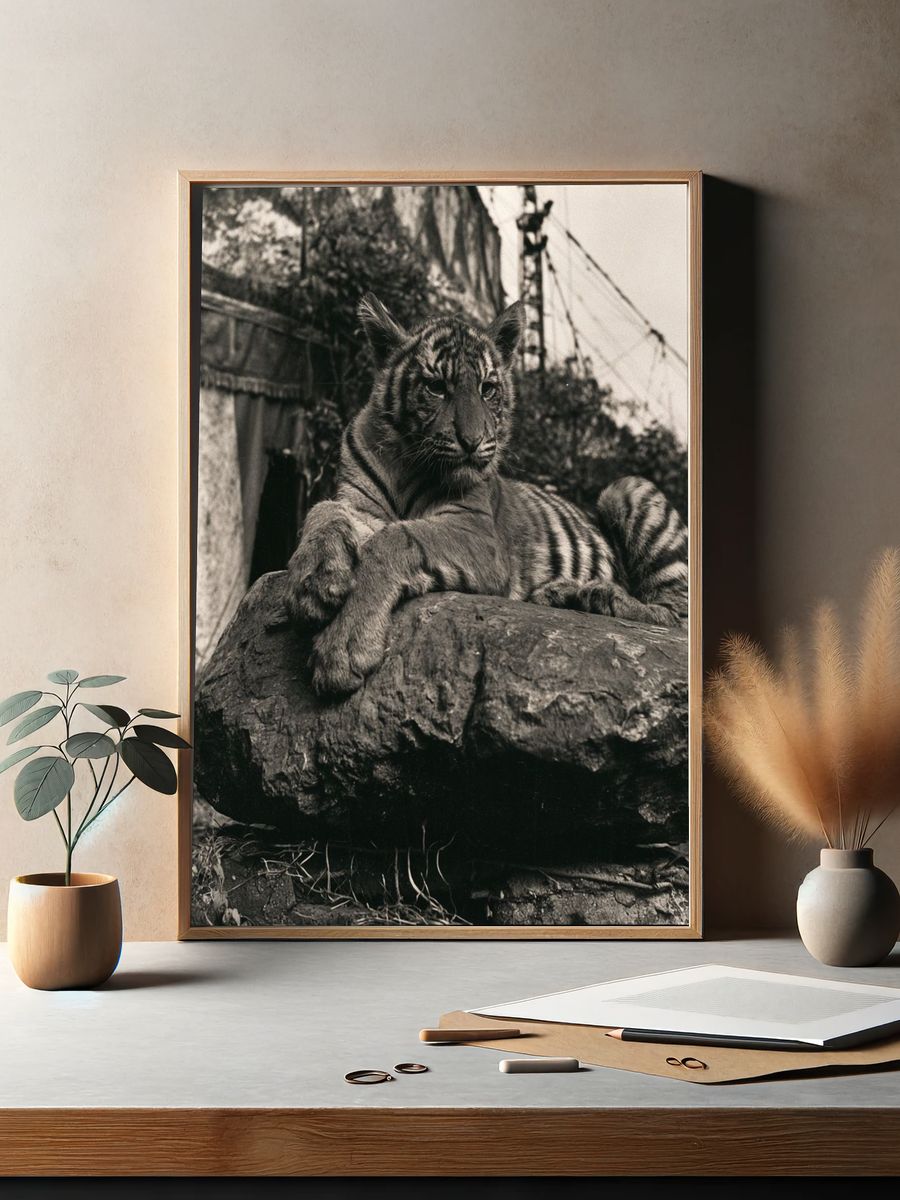 Tiger on Rock Black-White Poster. — room view 2