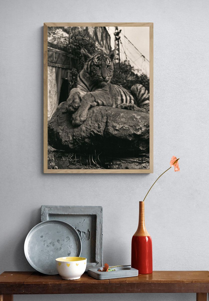 Tiger on Rock Black-White Poster. — room view 3