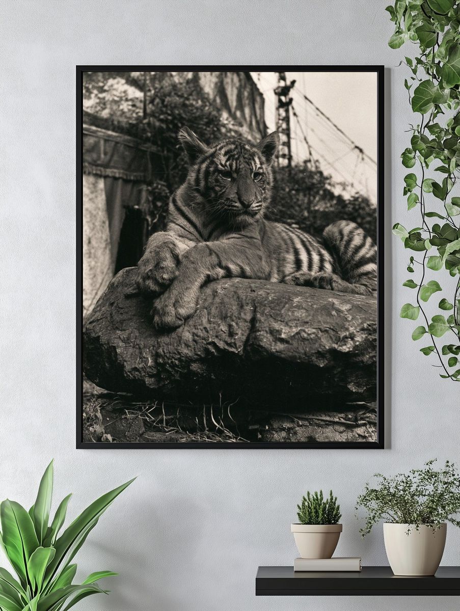 Tiger on Rock Black-White Poster. — room view 4