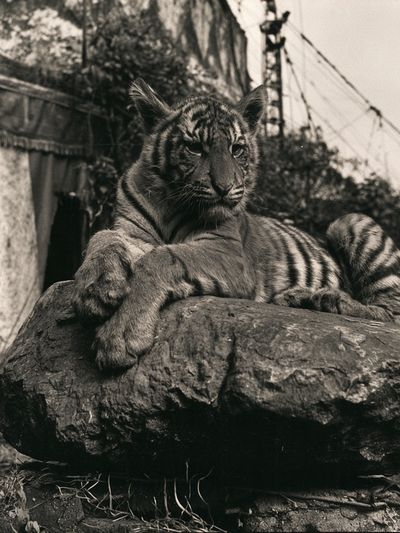 Tiger on Rock Black-White Poster. poster