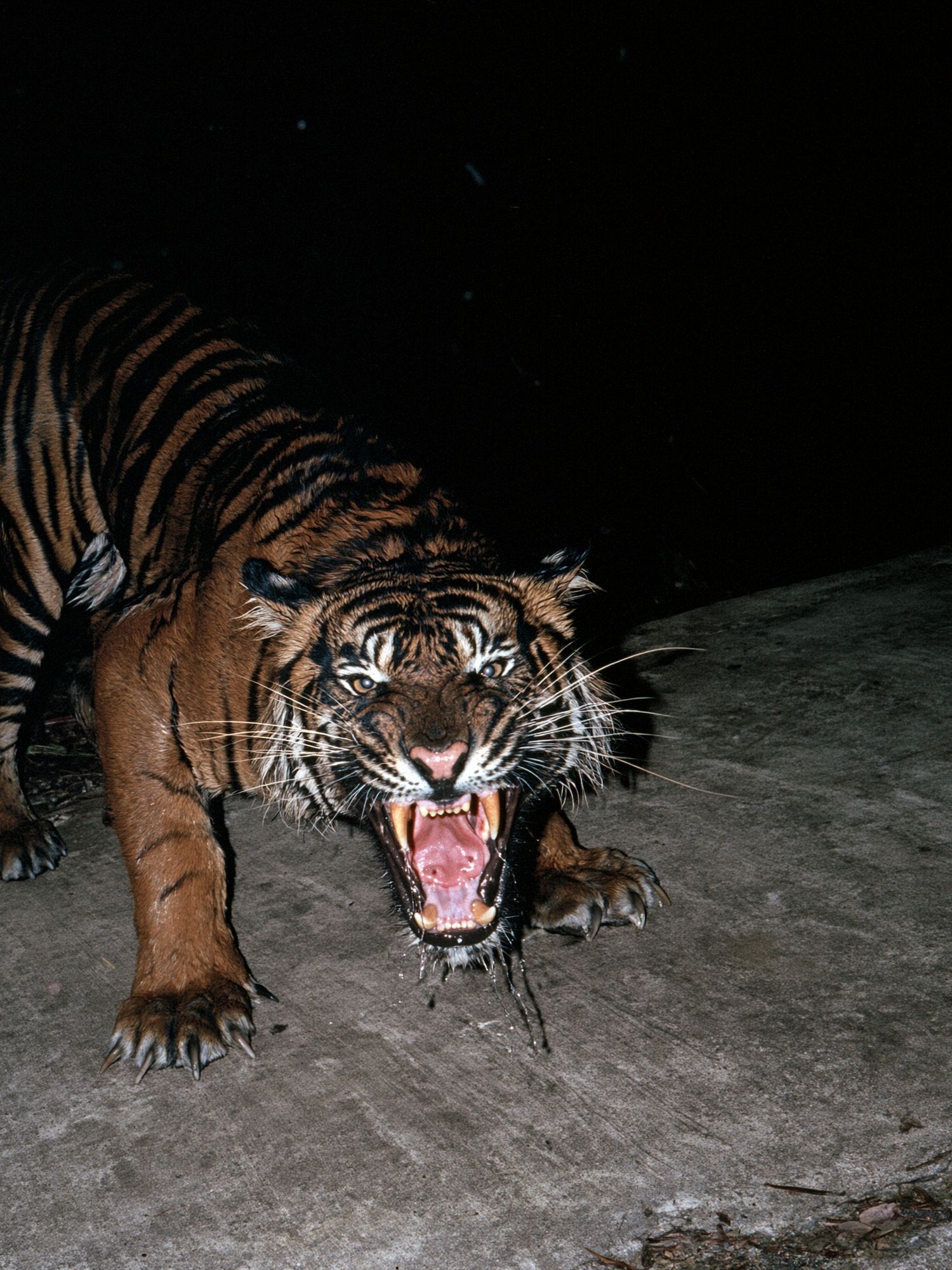 Roaring Tiger Photography Poster. poster — animals art