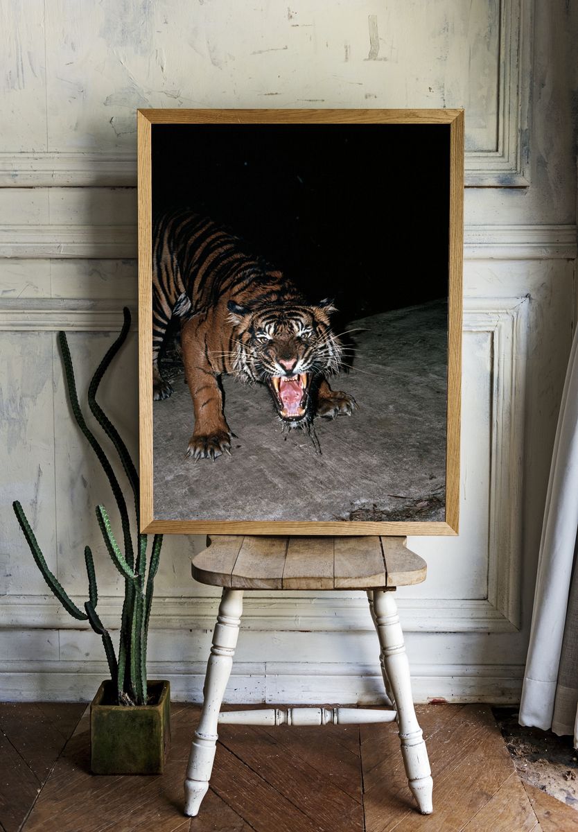 Roaring Tiger Photography Poster. — room view 1