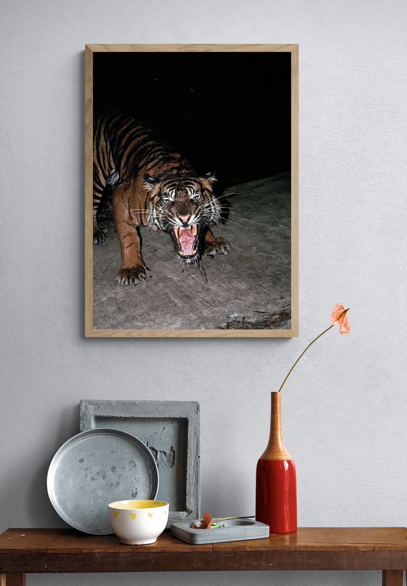 Roaring Tiger Photography Poster. — room view 3