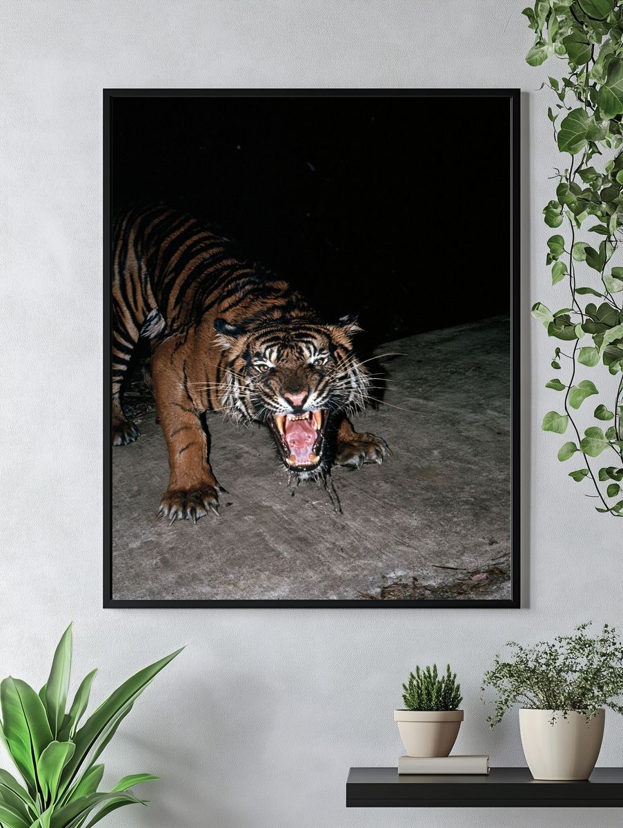 Roaring Tiger Photography Poster. — room view 4
